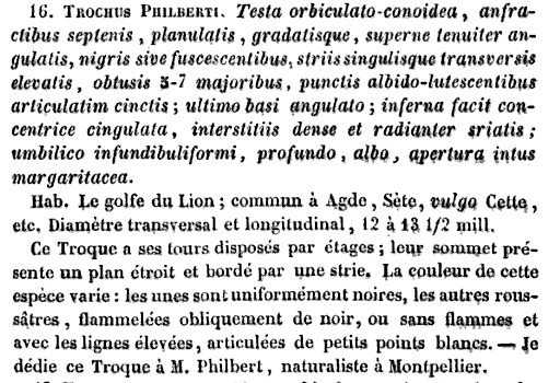 Ravenna spiaggia (Gibbula 13 -1907/8/9)